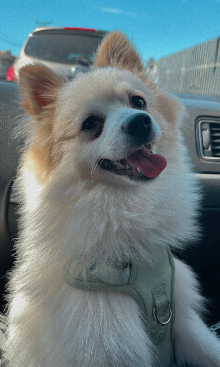 Pomeranian image 1