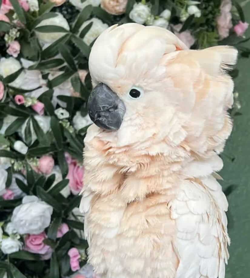 2 year Old Moluccan Cockatoo image 1