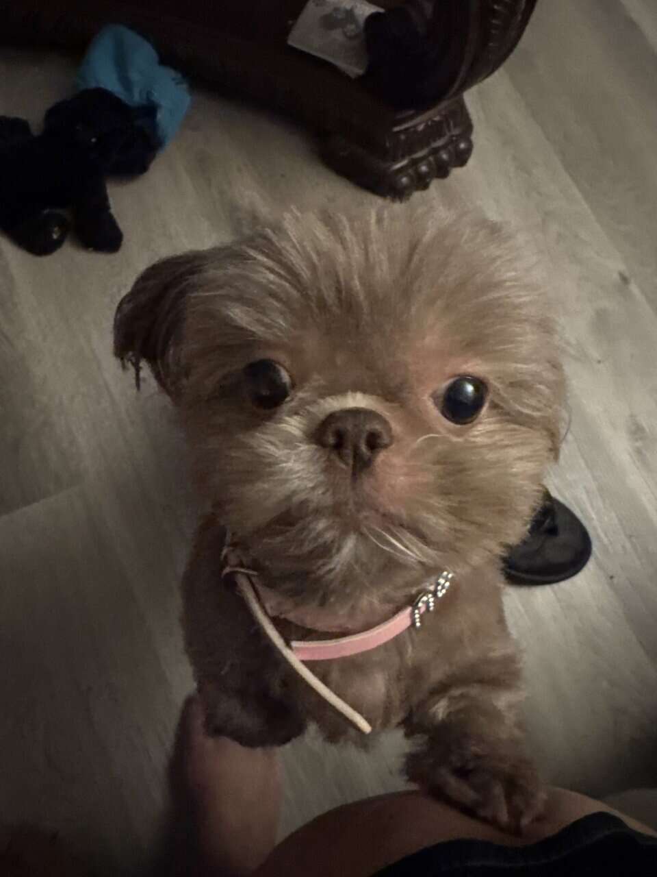 Shih Tzu image 1