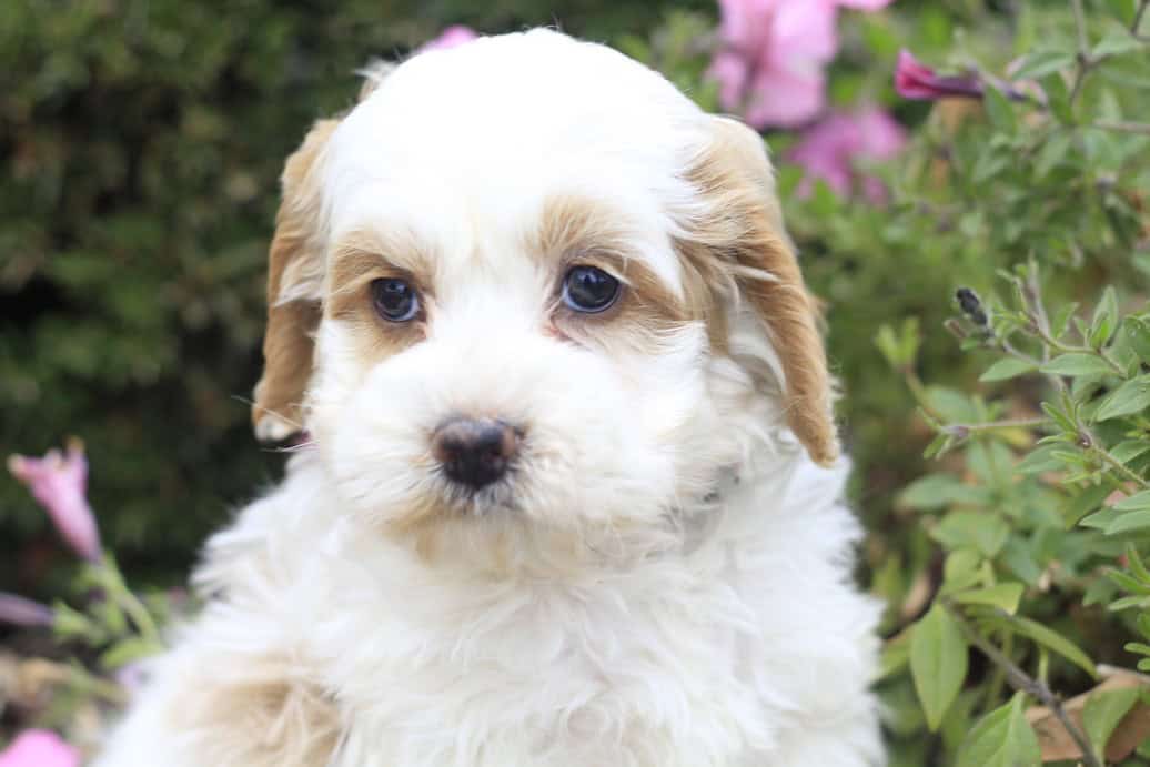 Ruby, a cockapoo puppy born on 9.15.25 image 3