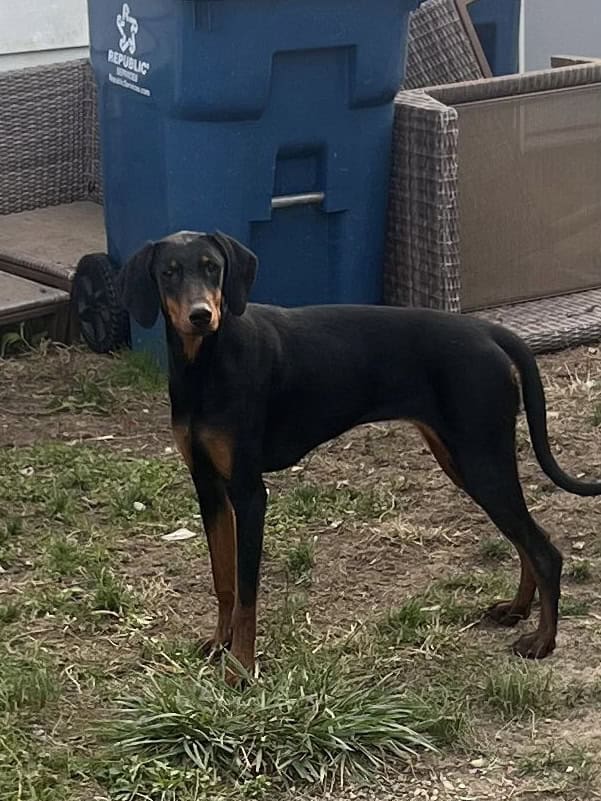 Doberman Female image 1