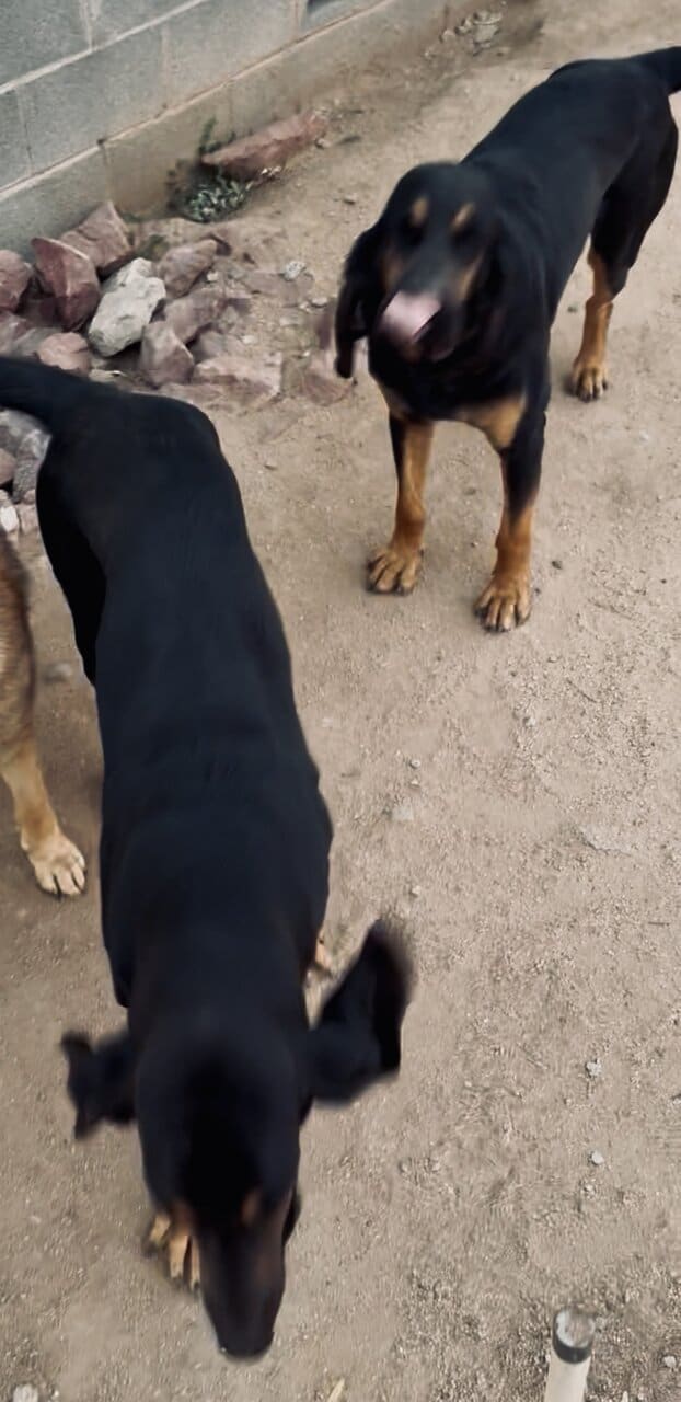 Male Bloodhounds image 3
