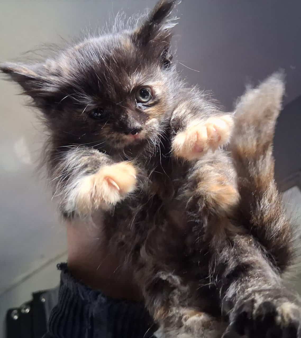 2 maine coon/norwegian forest cat mix kittens 6 wk image 5