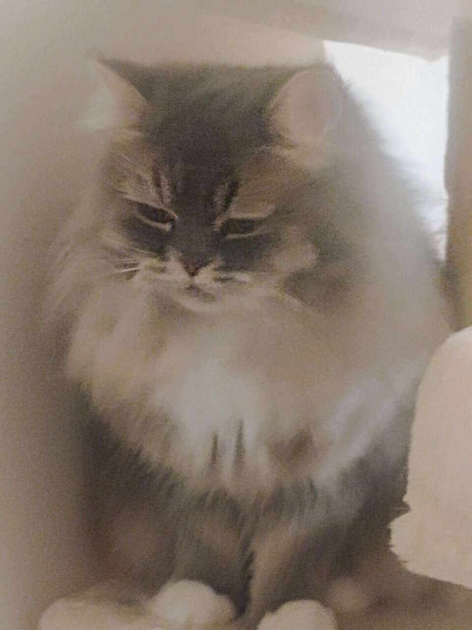 Female Persian mixed grey and white image 4
