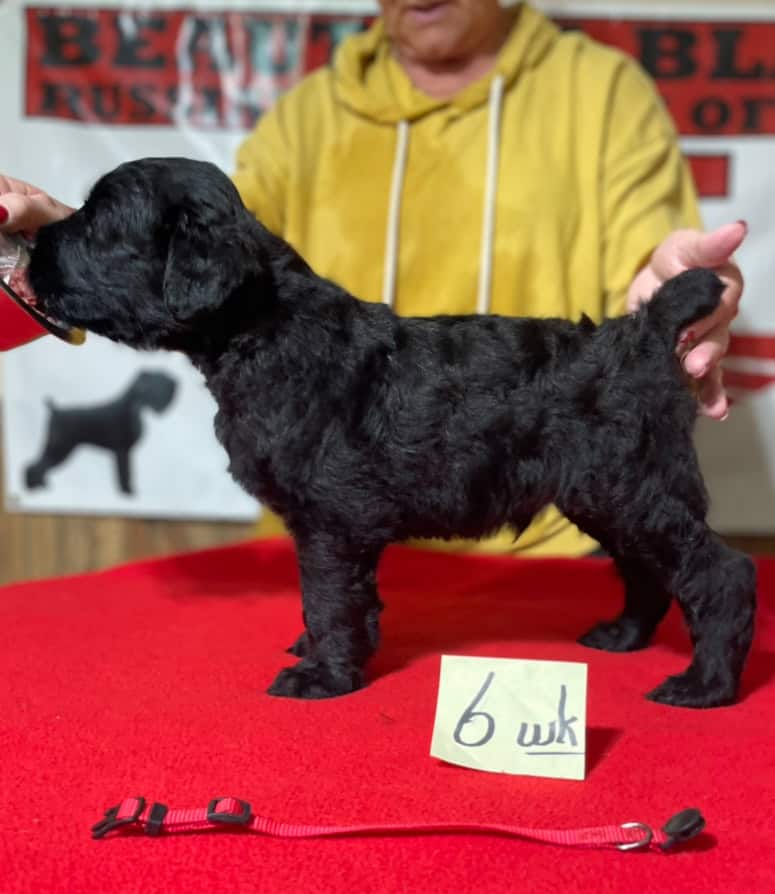 Beautiful Black BRT Litter "L" image 6