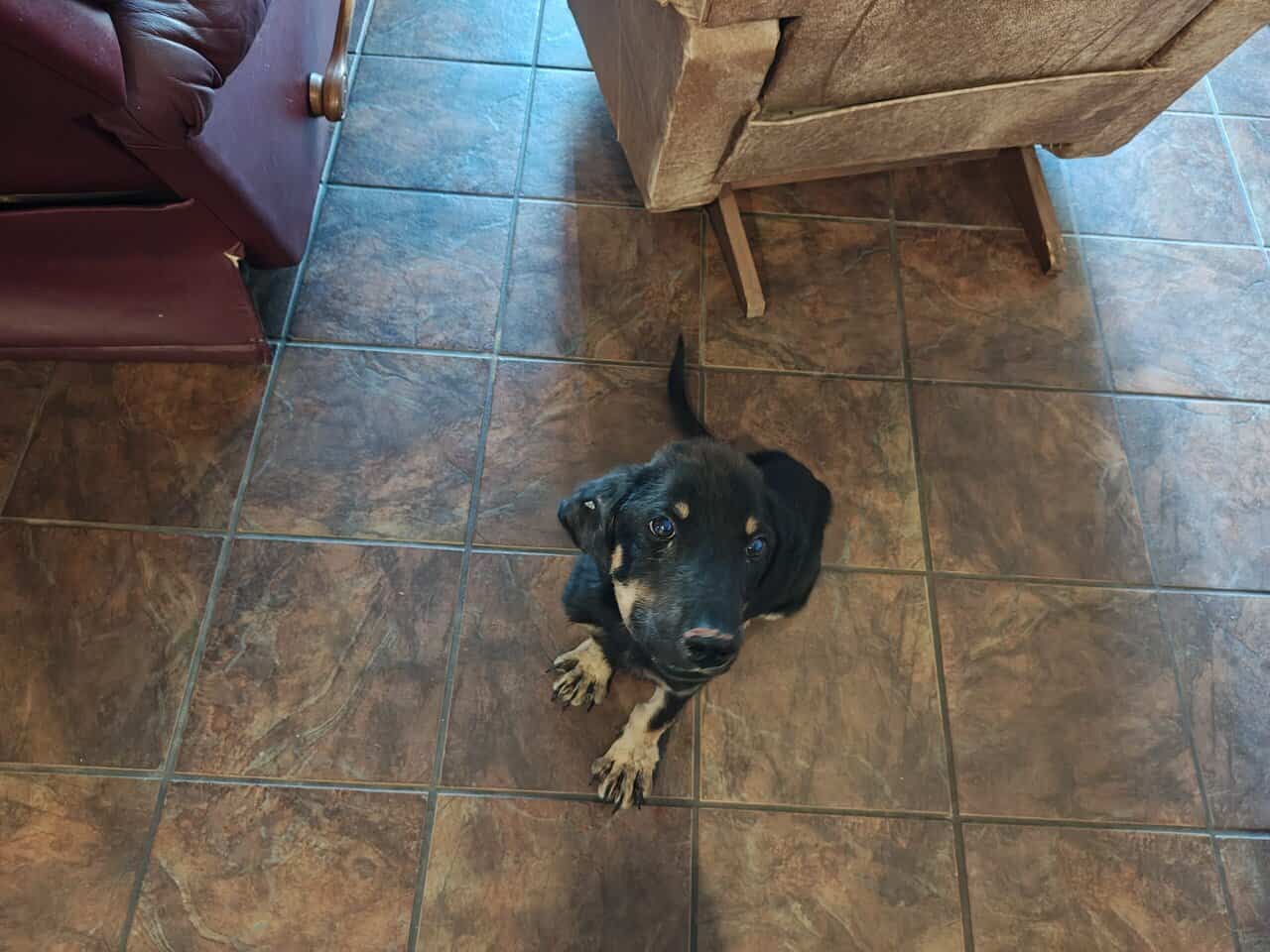 Rehoming a puppy image 3