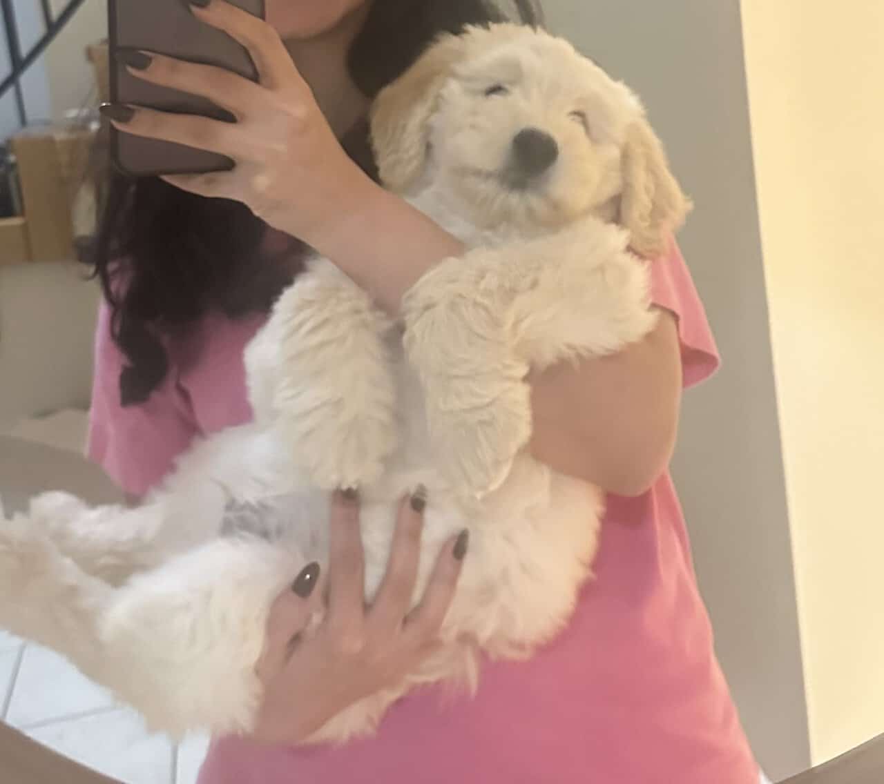 Golden doodle puppy image 3
