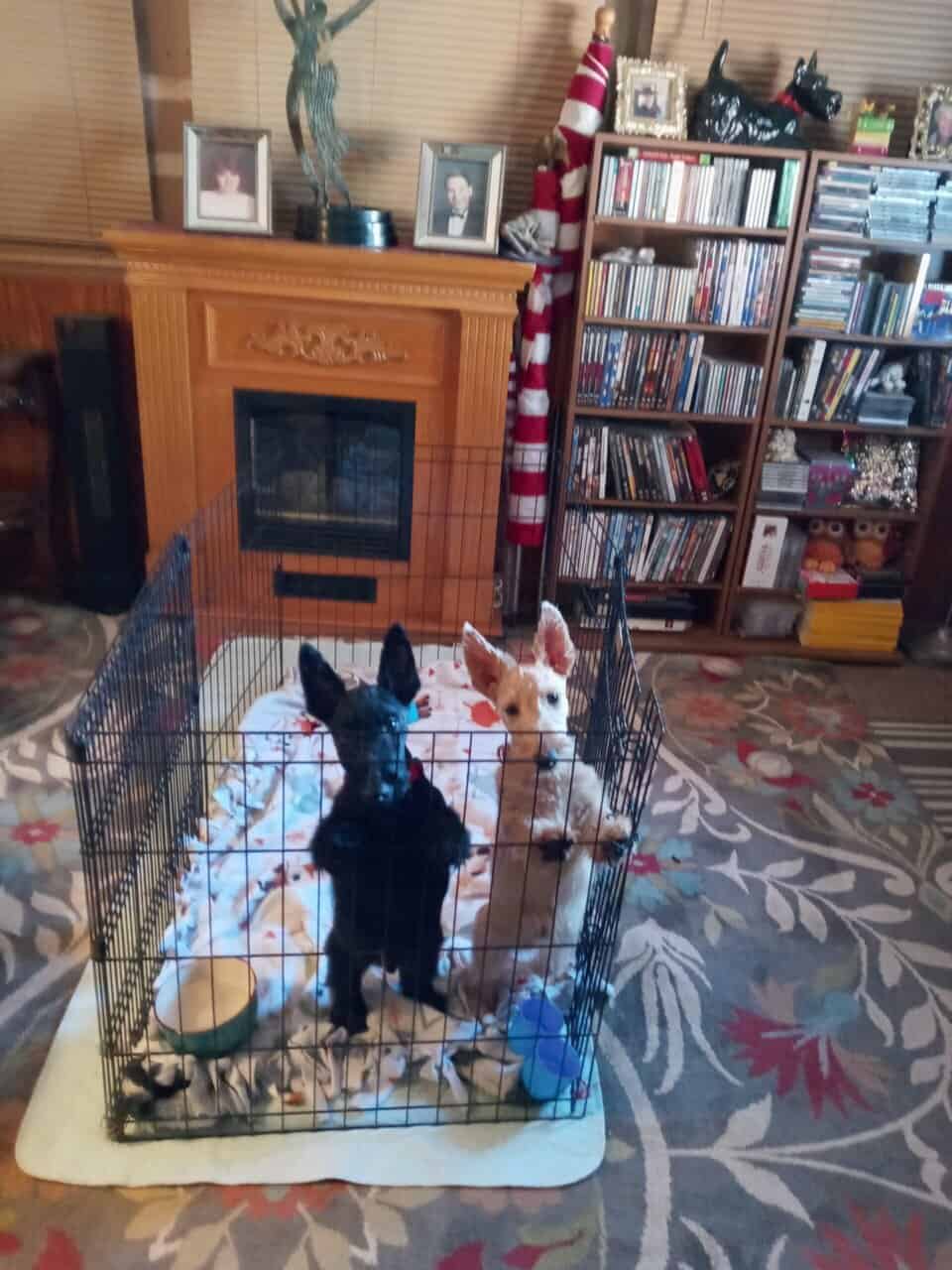 AKC Scottish Terriers for Sale image 1