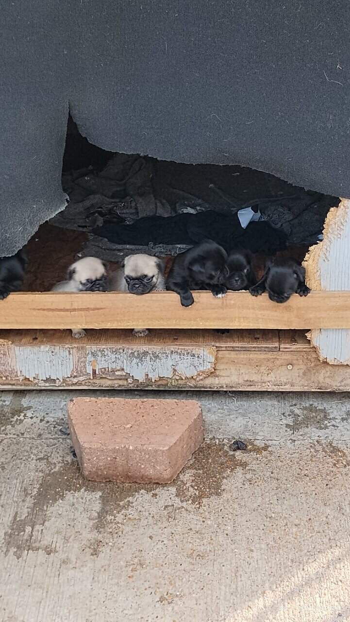 Pug puppies image 1