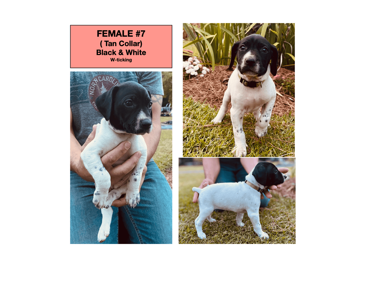 AKC GSP Puppies Available now in Richlands NC image 3