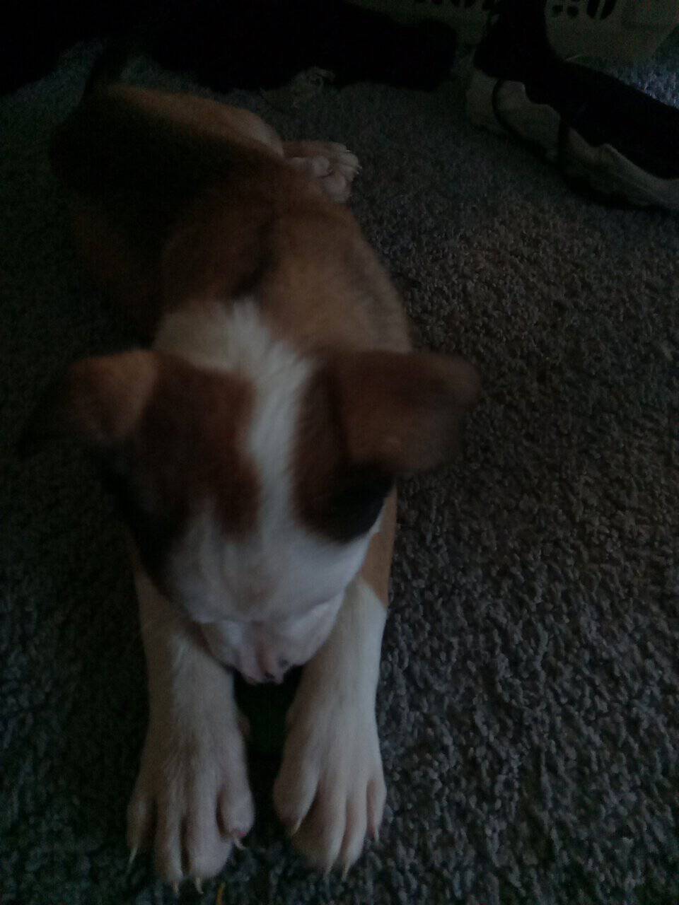Puppies for Sale image 1
