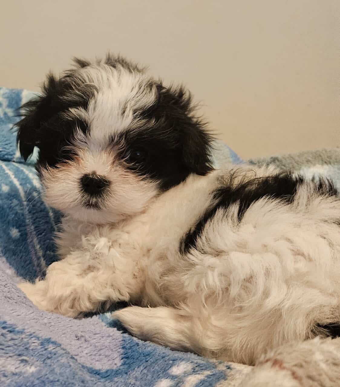 Shih tzu/ Malshi mix image 3
