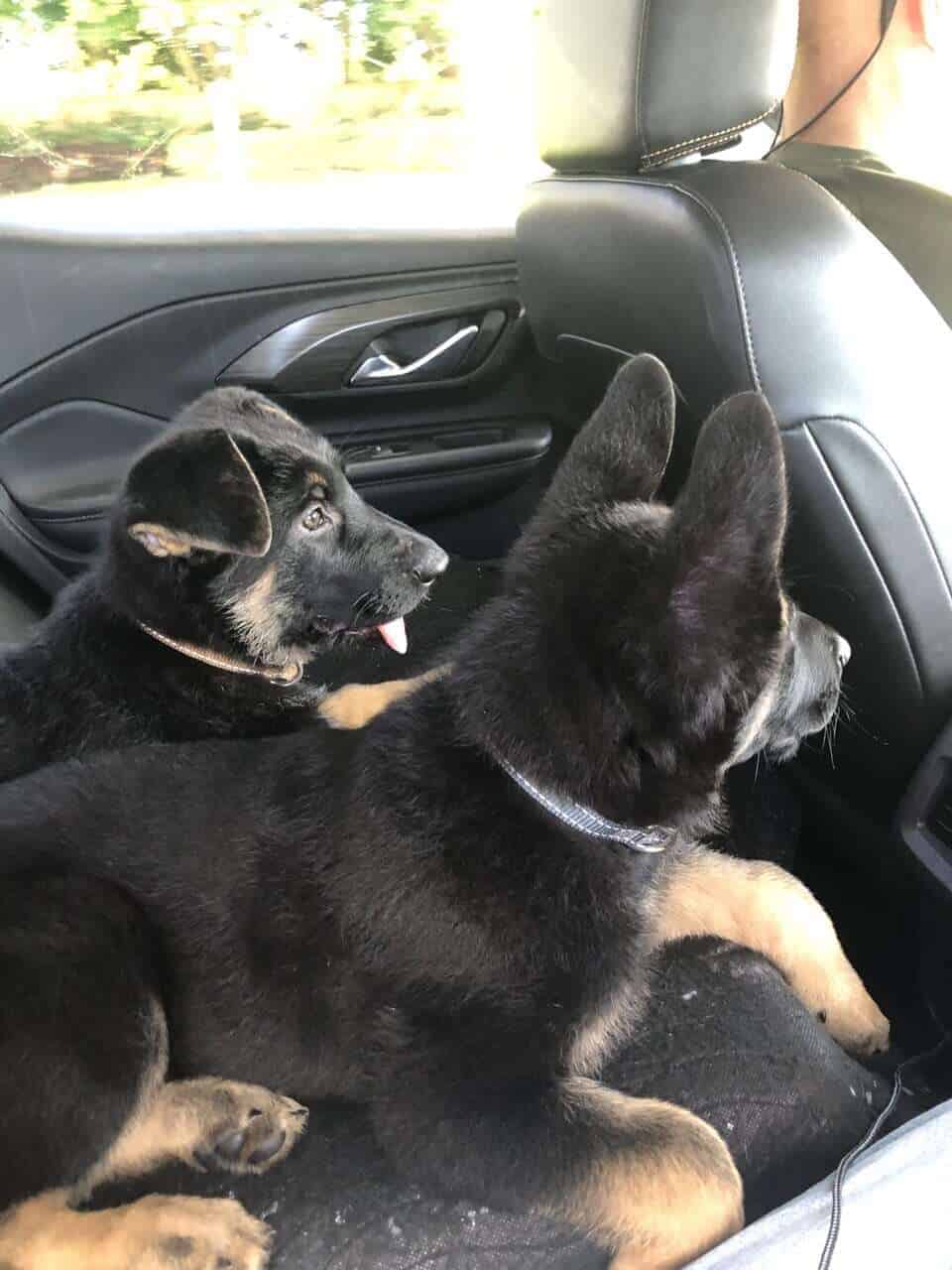German Shepherd- Female image 3