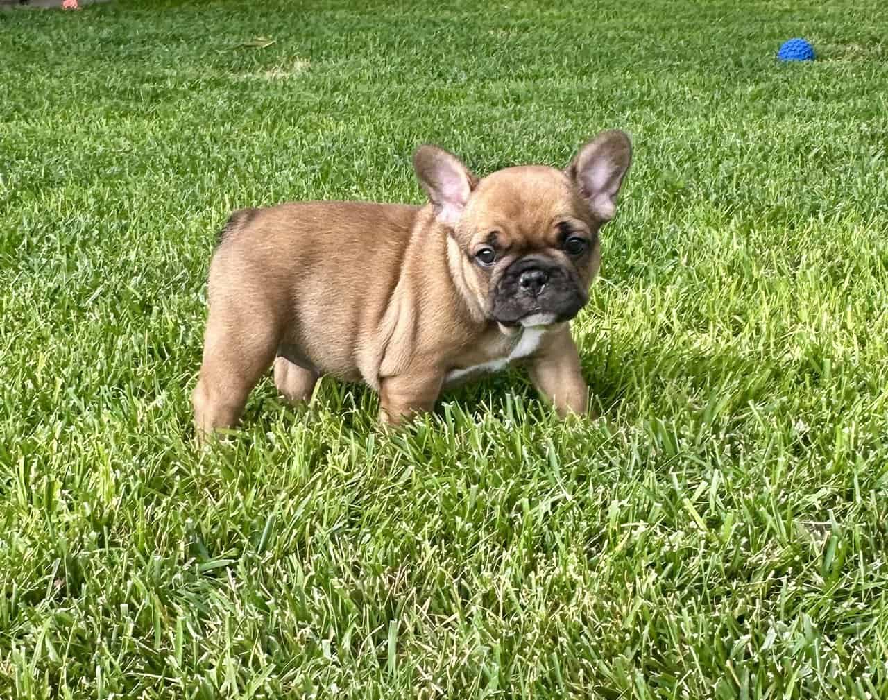Frenchie image 2