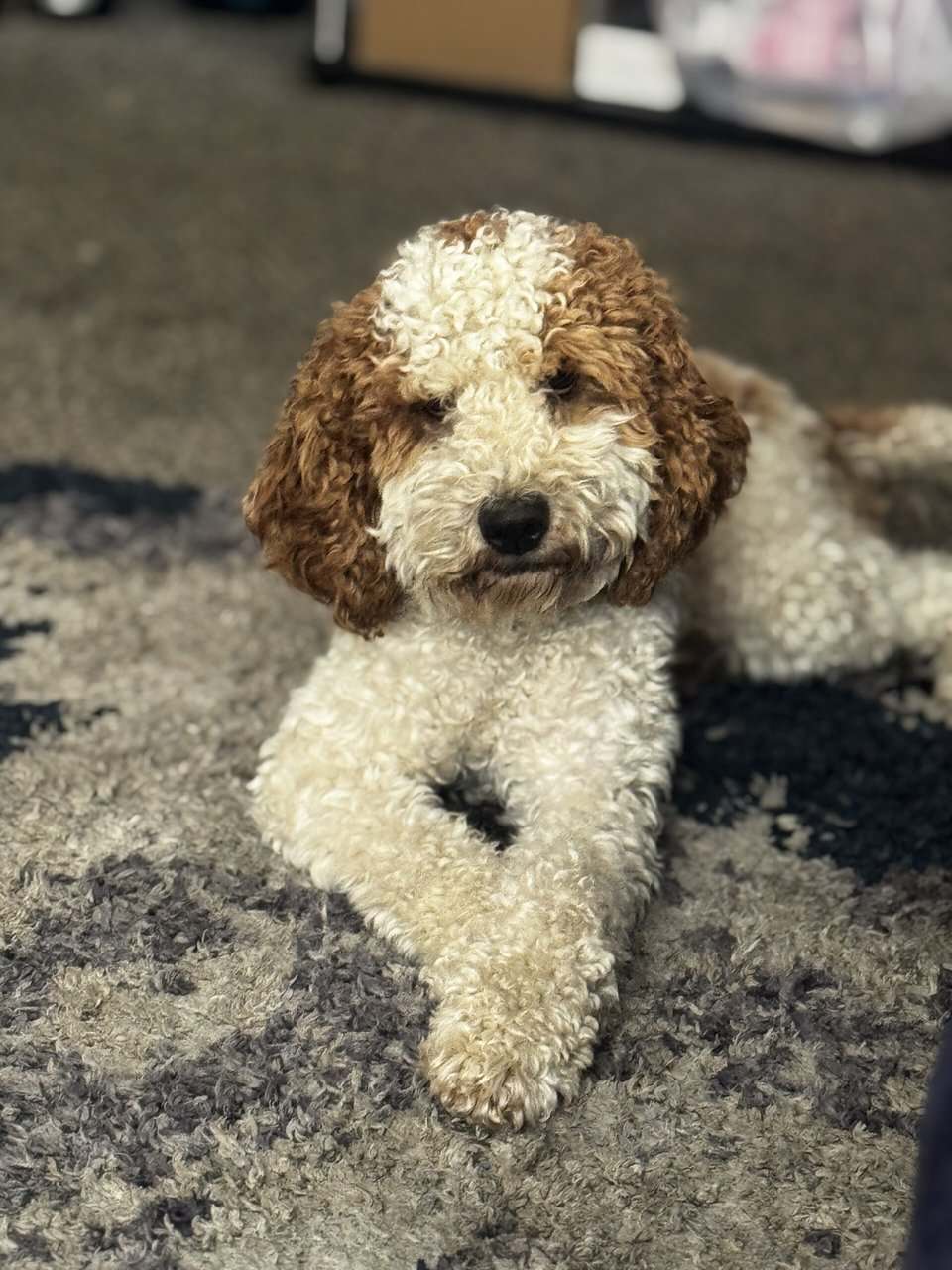 Golden Doodle Puppy image 1