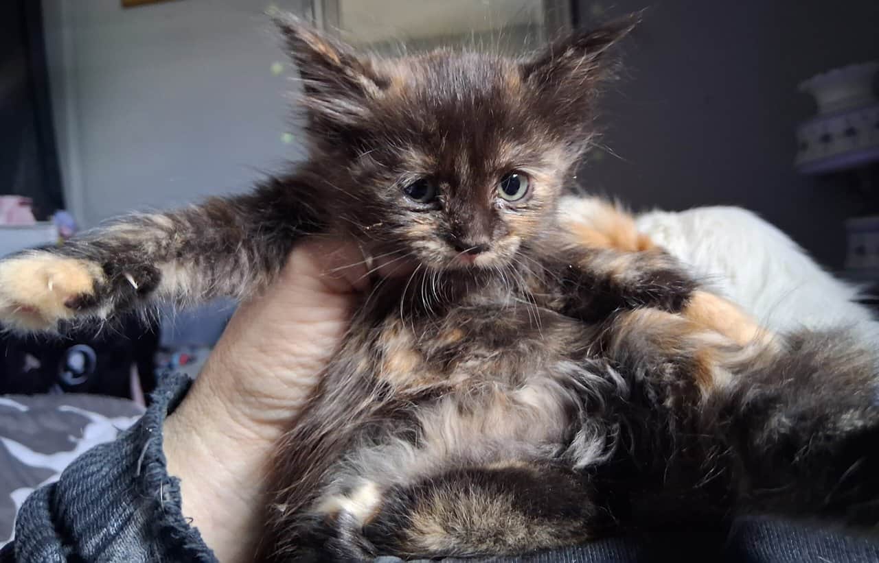 2 maine coon/norwegian forest cat mix kittens 6 wk image 4