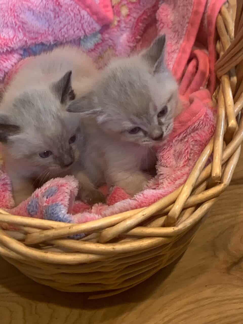 Adorable Pointed Kittens image 3