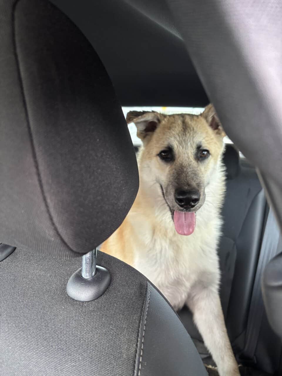 Looking for Furever home image 1