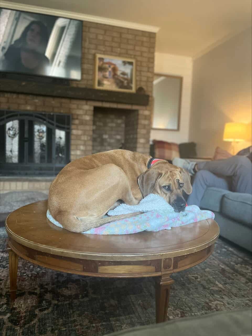 Gentle Giant Looking for a Loving Family image 2