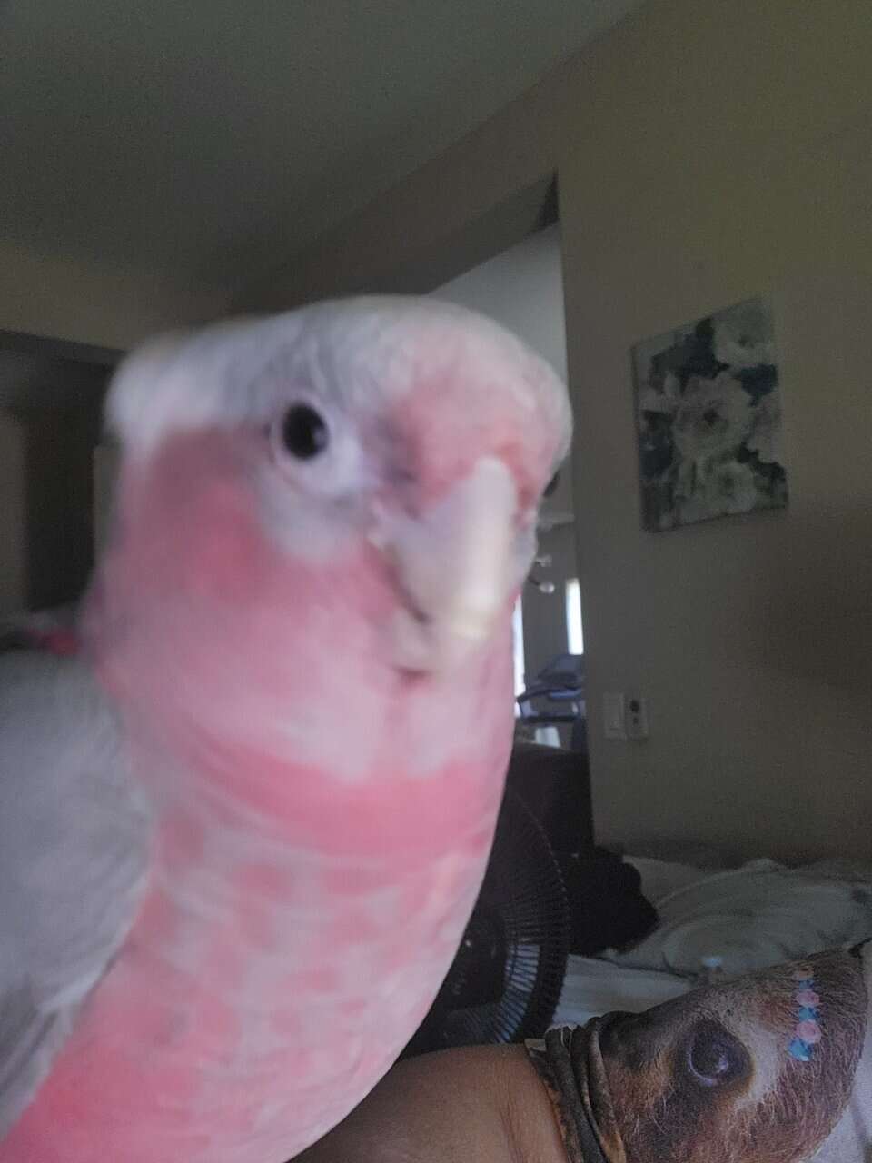 Galah Cockatoo " Rosie" image 1