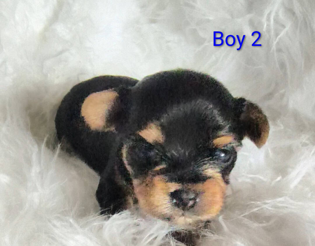 Yorkie puppies (Miami Fl) image 2