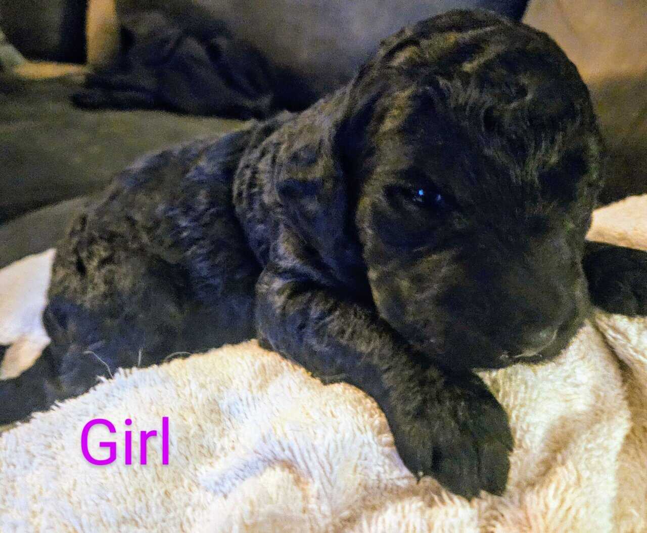 Goldendoodle puppies - take home nov 29 image 8