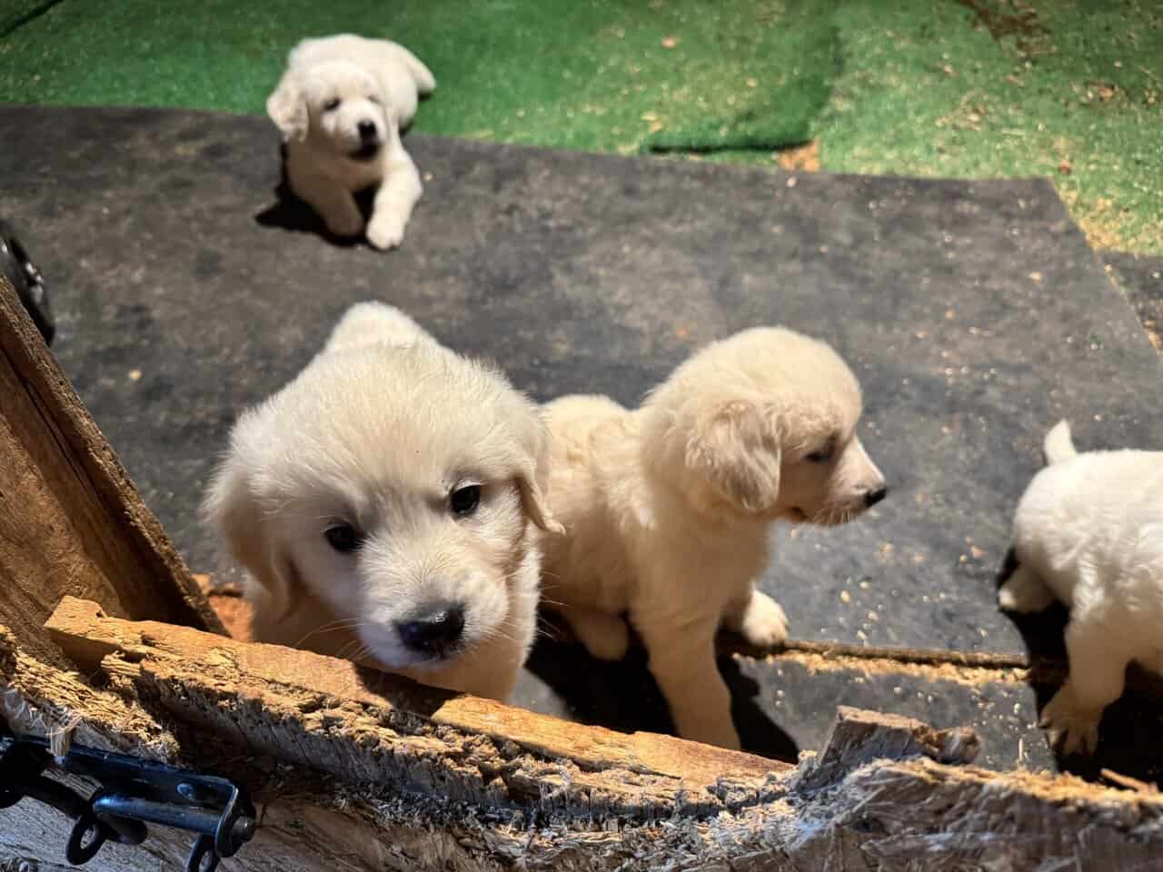 F1 Goldendoodle Puppies image 4