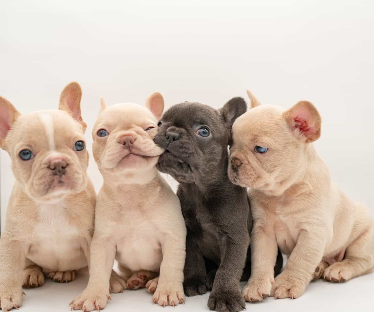 French Bulldog puppies image 4