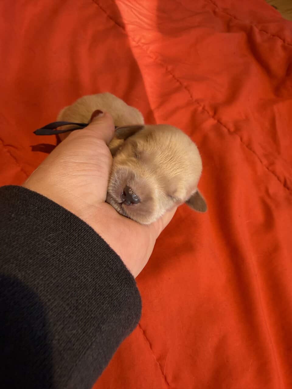 Goldador puppies image 10