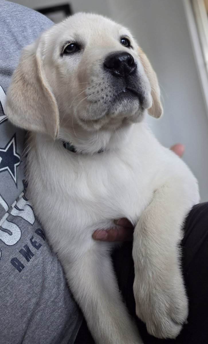 English labrador puppies. image 8