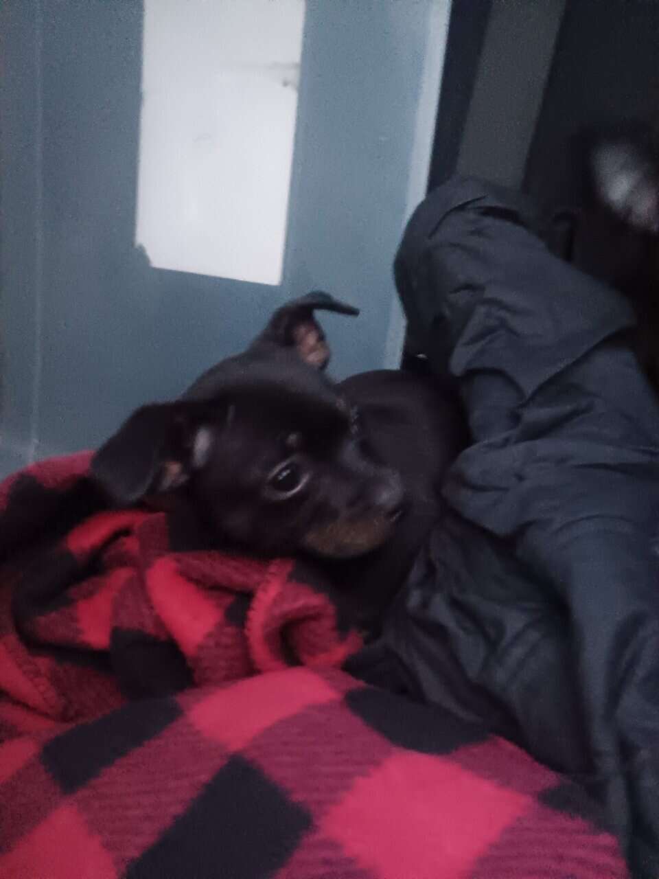 Pug yorkie dockson chihuahua mix puppies image 4