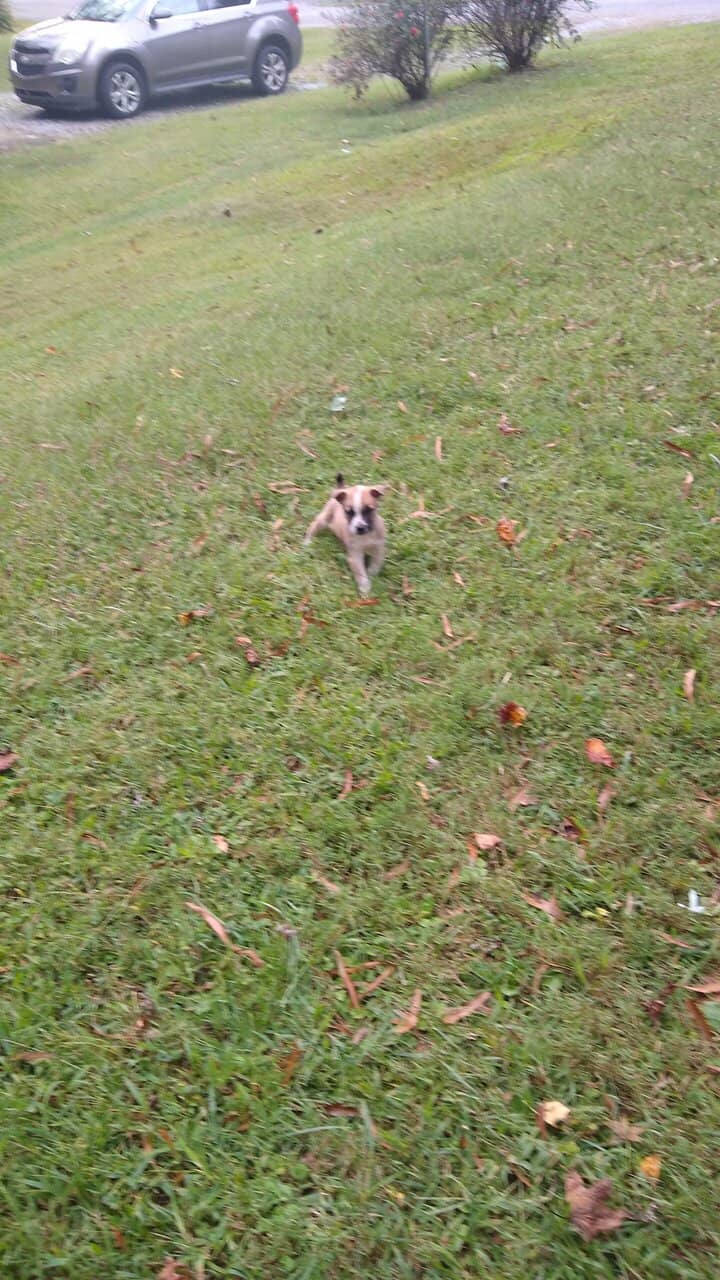 Pitbull/Husky Puppies image 12
