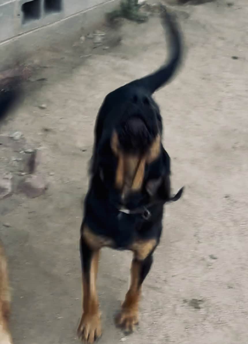 Male Bloodhounds image 4