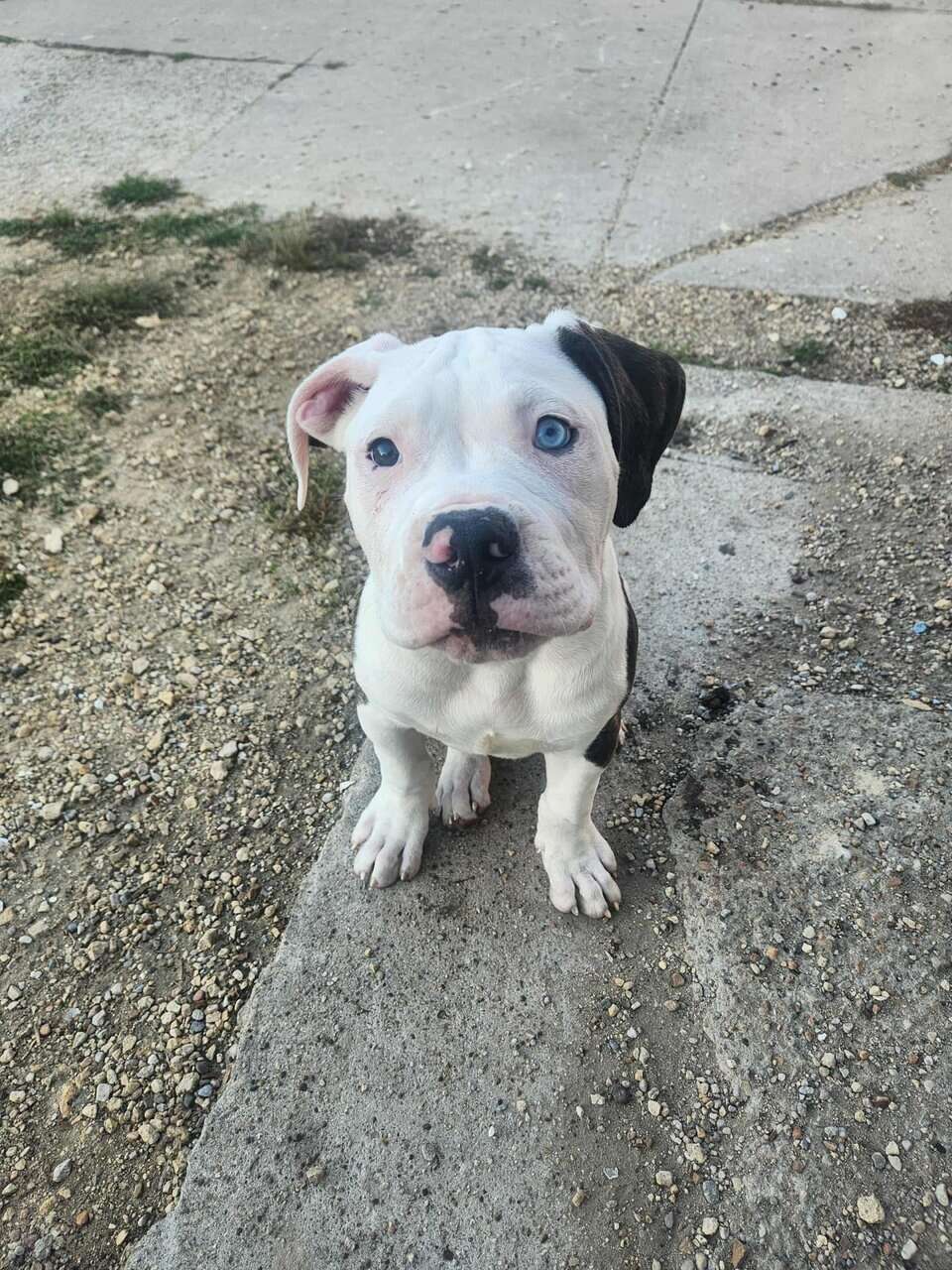 American Bulldog puppy image 3