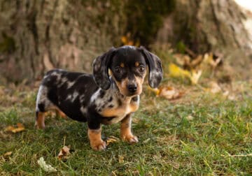 AKC Mini dachshund female pup in Indiana (Bella)