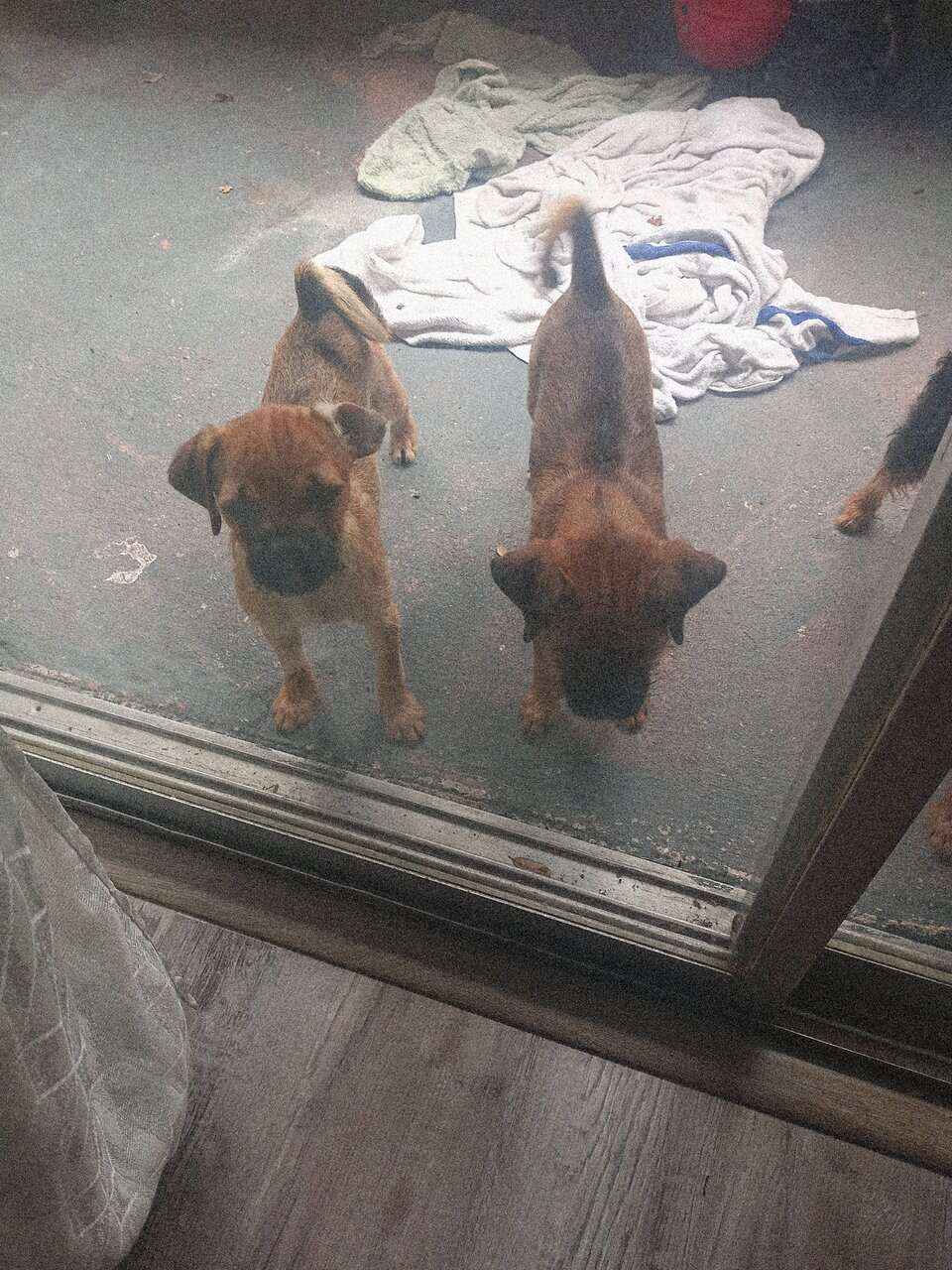 Twin puppies for sale image 1