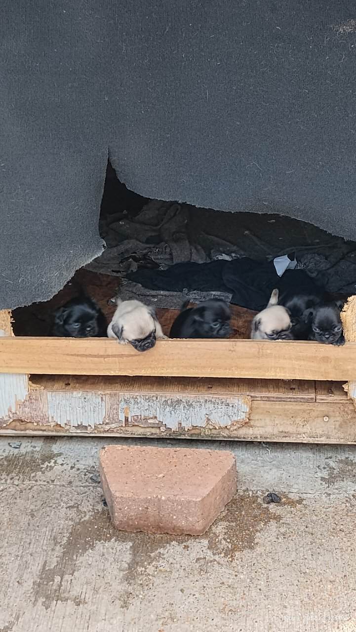 Pug puppies image 14