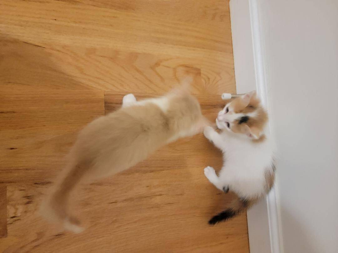 Nice Kittens image 5