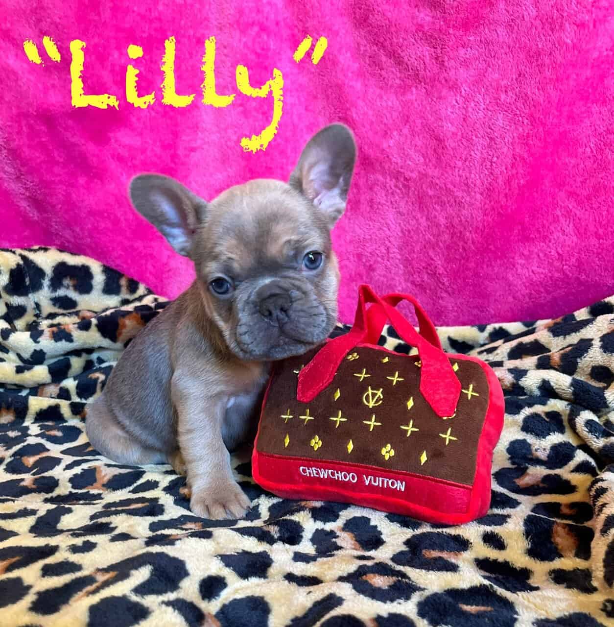 Frenchie Puppies * Ukraine Lineage image 1