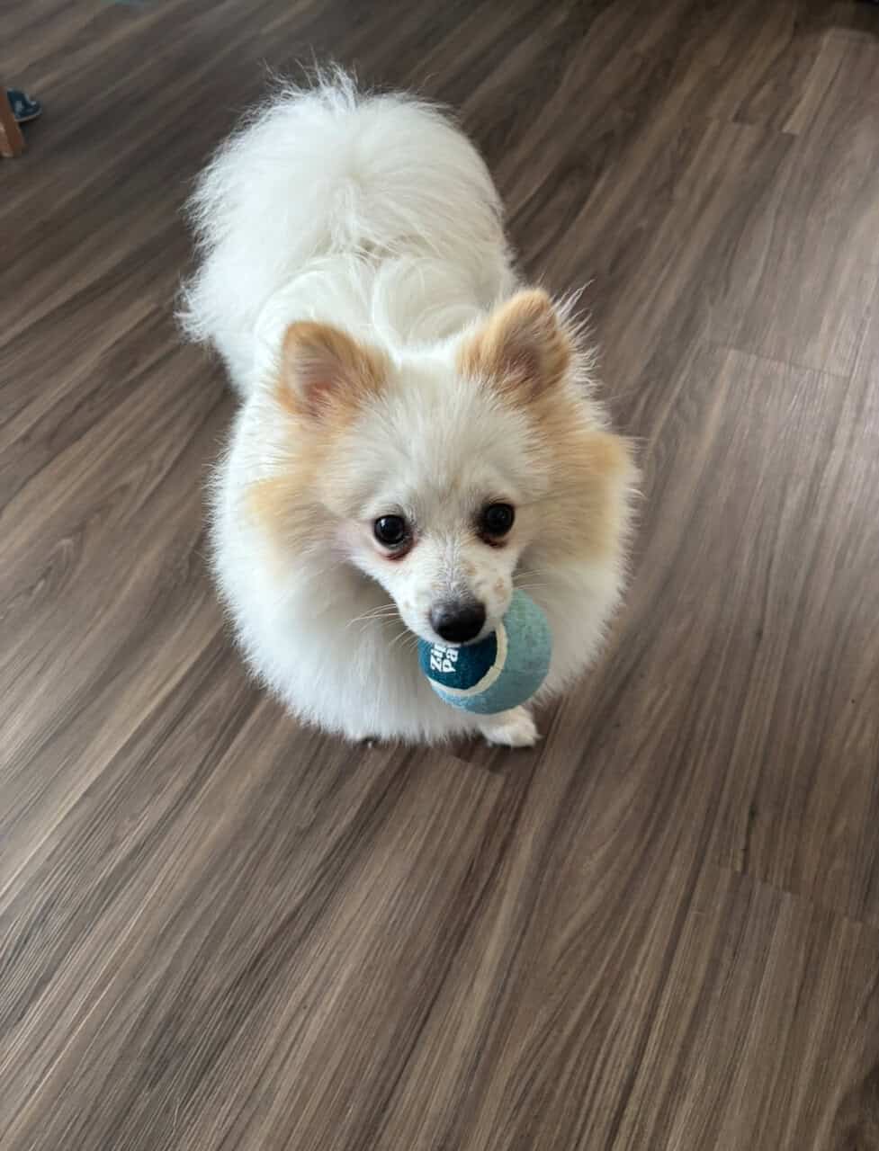 Pomeranian image 4