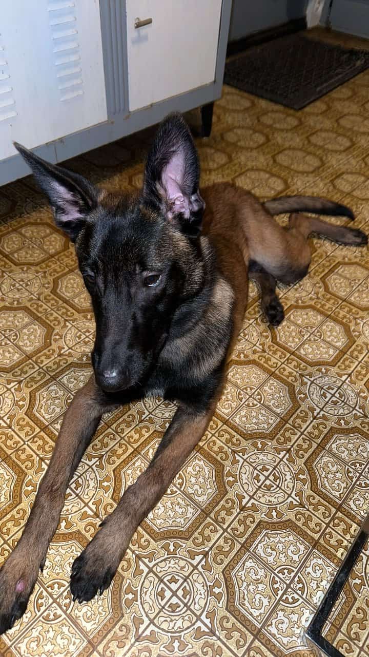 Belgian Malinois image 1