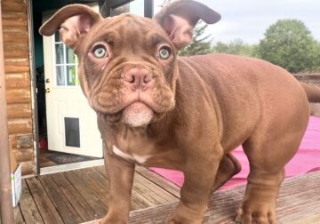 Loving puppies need a new home