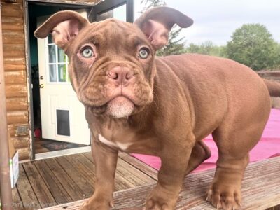 Loving puppies need a new home