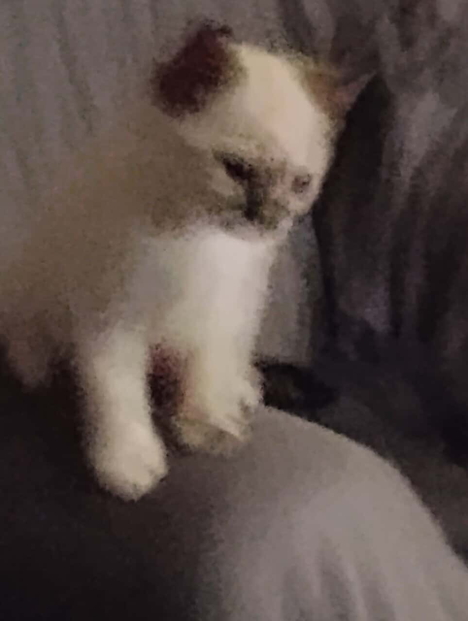 Ragdoll kittens image 1