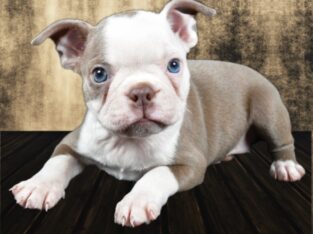 Paisley the Boston puppy