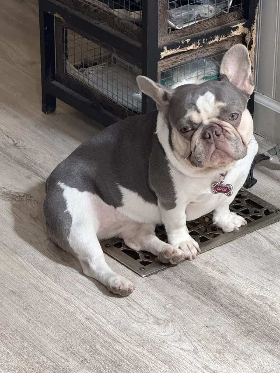 French bulldog image 4