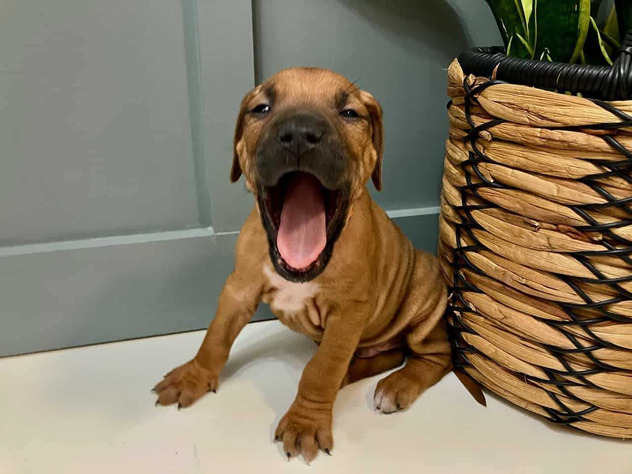 AKC Rhodesian Ridgeback Puppies Available image 6