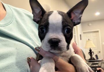 Leonardo, cute little Boston terrier