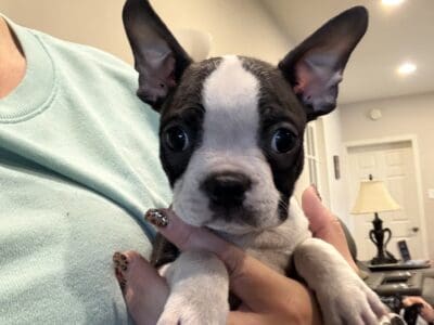 Leonardo, cute little Boston terrier