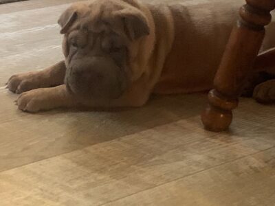 Wanted – Chinese Sharpei